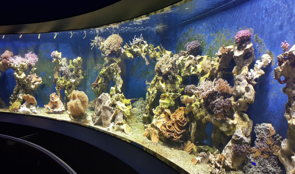 Curved coral reef aquarium display at Aquazoo Düsseldorf, showcasing marine life as part of an educational indoor experience for kids