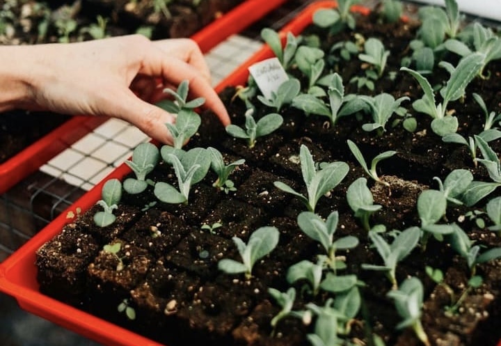A hand tending to seedlings in a red tray, demonstrating real-world plant biology lessons in early childhood education.