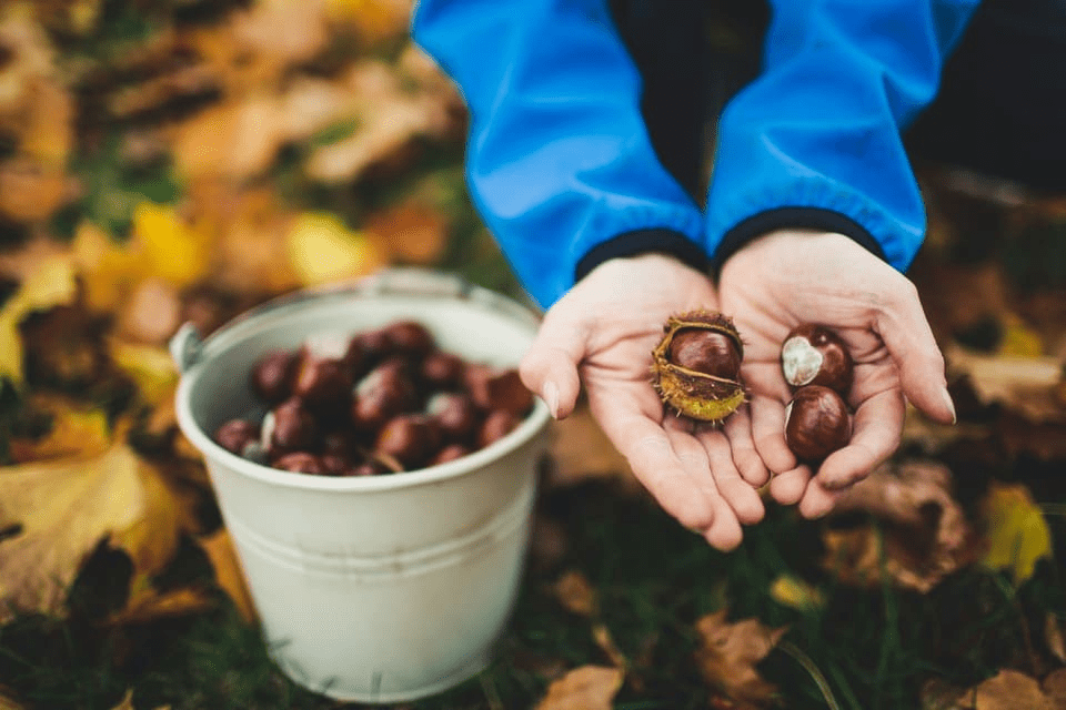 hands with chestnuts and a basket of chestnuts - an example of a natural construction play material that alligns with Montessori